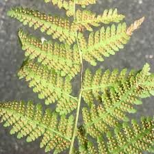 Image result for Hypolepis rugosula