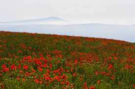Mohnwiese In Der Rhon Fulda Orte Wiese