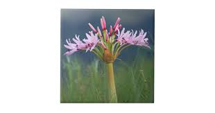 Image result for Brunsvigia radulosa