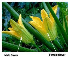 Yellow male and female zucchini flowers isolated on white background. Hand Pollinating Zucchini Zucchini Plants Cucumber Flower Zucchini Flowers