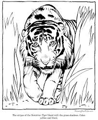 Supercoloring.com is a super fun for all ages: Get This Tiger Coloring Pages To Print For Free 37011