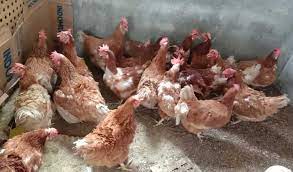 Ayam ras petelur di dunia ini ada 2 jenis yaitu ayam ras petelur yang menghasilkan warna ayam ras petelur berasal dari satu ayam galur murni yaitu single comb white lenghorns. Pakan Ayam Petelur Agar Cepat Bertelur Paling Murah Dan Efektif Suplemen Dan Pupuk Organik Cair Terbaik