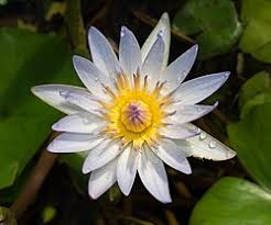 Image result for Nymphaea heudelotii