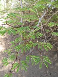 Image result for Acacia ataxacantha