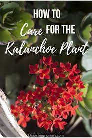 Pin On Garden Ideas