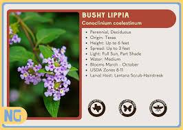 Image result for Lippia plicata