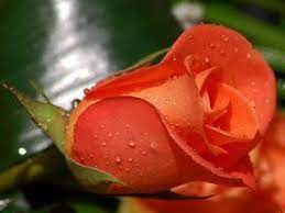 About Love Best Quotes Sms Letters Of Love Long Sms Of Love Rose Flower Wallpaper Beautiful Flowers Wallpapers Beautiful Rose Flowers