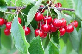 فوائد الكرز في علاج النقرس Phytotherapy Herbalism Aromatic Plant