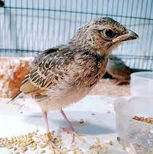 Harga burung branjangan gacor tentu lebih tinggi apalagi bila full gacor yang artinya sudah pandai berkicau bisa lebih dari rp 2.000.000. Mirafra Javanica Javanica New Site