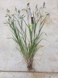 Image result for Bromus catharticus
