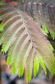 Image result for Albizia petersiana