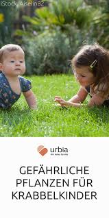 Gefahrliche Pflanzen Fur Krabbelkinder Krabbeln Pflanzen Und Balkon Pflanzen