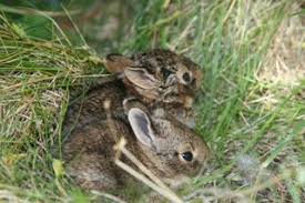 Baby bunnies bunny animal totems god loves me hare baby animals rabbit daddy wildlife. How To Care For A Wild Rabbit Nest 5 Steps With Pictures Instructables