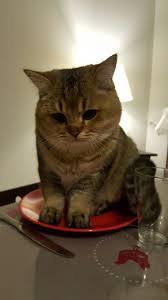 british shorthair black golden shaded kedi