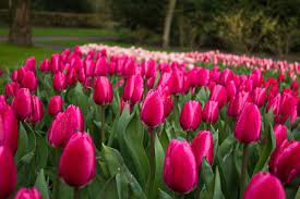 Amsterdam Tulip Festival In The Netherlands Keukenhof 2020 Flower Festival Tulip Festival Tulips