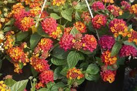 Pin On Your Garden Tips