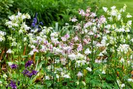 Image result for Aquilegia vulgaris Tower Mix