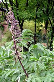 Image result for Melianthaceae
