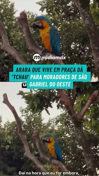 A arara-canind&eacute; que viralizou nas redes sociais ao dar &ldquo;tchau&rdquo; para  moradores de S&atilde;o Gabriel do Oeste, cidade a 137 quil&ocirc;metros de Campo  Grande, encontrou nos cuidados de uma fam&iacute;lia a chance