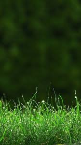 greenery hd wallpapers download free hd desktop wallpapers desktop background greenery hd wallpapers download free hd
