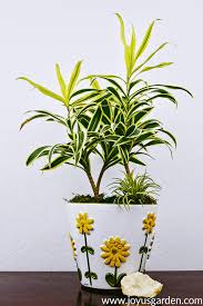 All plants, best selling plants, foliage plants, indoor cactus & succulents, indoor plants, plants by location, study table plants, table top plants. Draecaena Reflexa Song Of India Care And Growing Tips