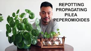 We did not find results for: How To Repot Propagate Pilea Peperomioides Youtube