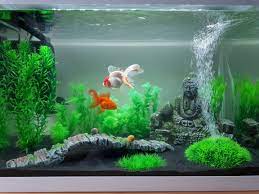 You can bedazzle your aquarium with accents and gems, or keep it looking. 17 Asian Themed Fish Tanks Ideas Betta Fish Tank Aquarium Fish Tank Aquarium Fish