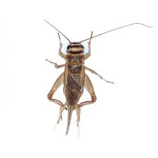 Grillons Domestiques Acheta Domestica Bebesaurus