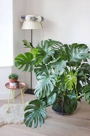 Mes Plantes Monstera Deliciosa Mango And Salt Home Decor Inspiration Home Decor Home Inspiration Fu Plante Verte Plante Monstera Plante Verte Interieur
