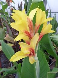 Butterflies will use their proboscis to sip fruit juice just as they would flower nectar, as you can see in the photo of the monarch above. Blue Canna Lily Bulbs Resistant Perennial Tropical Flowers Hardy Rare Stunning Bulbs Roots Rhizomes Seeds Bulbs