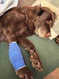 A dog with a broken leg was found abandoned in the woods beside its bed and  toys, raising concern and heartbreak among rescuers.