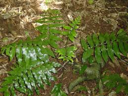 Image result for Asplenium uhligii