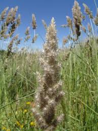 Image result for Enneapogon cenchroides