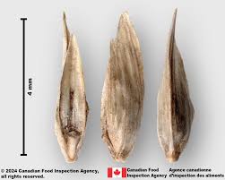 Image result for Eleusine africana