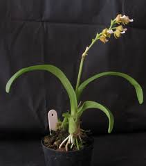 Image result for Polystachya galeata