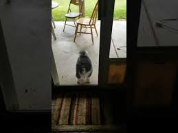 Compre o melhor e mais recente somic na banggood.com ofereça a qualidade somic à venda com frete grátis para o mundo inteiro. Somic Saw A Delivery Man Youtube