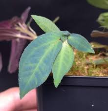 Image result for Elaphoglossum aubertii