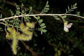 Image result for Ormocarpum trichocarpum