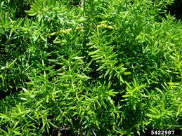 Image result for Asparagus radiatus