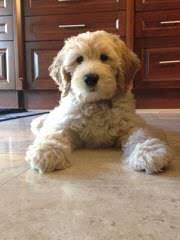 Enter your email address to receive alerts when we have new listings available for standard goldendoodle puppies for sale. Dog Breeders In Michigan Puppies For Sale In Michigan