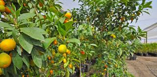 Commercial Citrus Trees For Sale Sunset Nursery Inc Yuma Arizona Citrus Trees Citrus Yuma