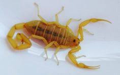 Best pest control insecticide product on the market! 7 Scorpion Pest Control Ideas Pest Control Scorpion Pests