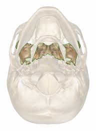 Image result for Sphenoid Bone