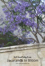 These jacaranda trees are 18 to 24 inches tall, well rooted in 1 gallon pots and ready to be planted in a larger pot or ground. Jacaranda Trees In Bloom In Northern Israel Creative Jewish Mom