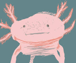 Granted there are some related books on drawing animals but these aren't always enough. Cute Axolotl Drawception