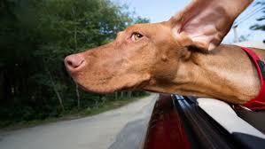 We reinforce your confidence by teaching you about your new dog and our puppy raising philosophy. Steps To Take To Start A Pet Taxi Service