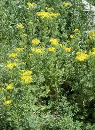 Image result for Jacobaea