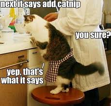 Daily Doorbusters Sales Discounts Petflow Com Funny Cat Memes Cats Funny Animal Memes