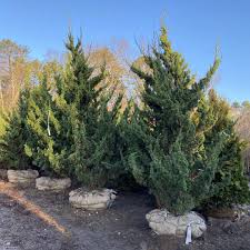 Image result for Juniperus
