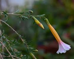 Image result for Cantua